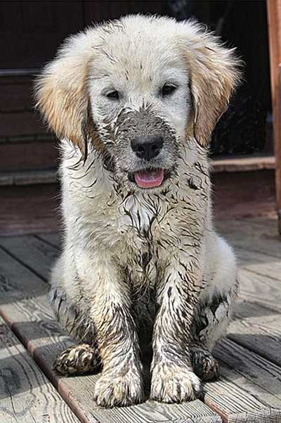 Regular grooming and washing is vitally important