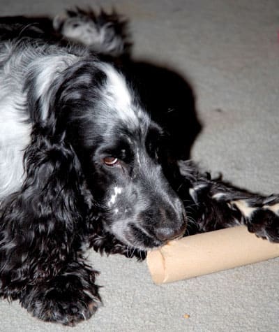 Cocker Spaniel Guarding a Cardboard Roll