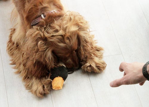 Cocker Spaniel Guarding a Soft Toy. Resource Guarding