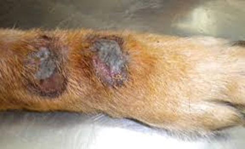 Lick Granuloma caused through obsessive licking. There are treatments for this