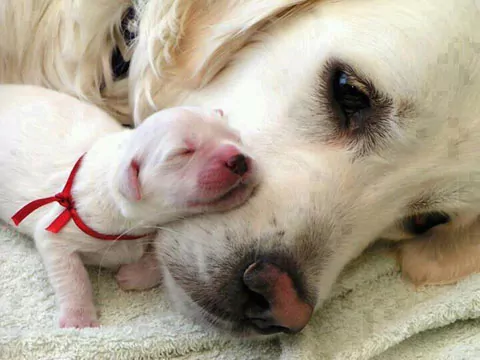 Puppies can learn obsessive behaviour from mum