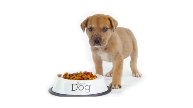 Young Dog With Food Bowl