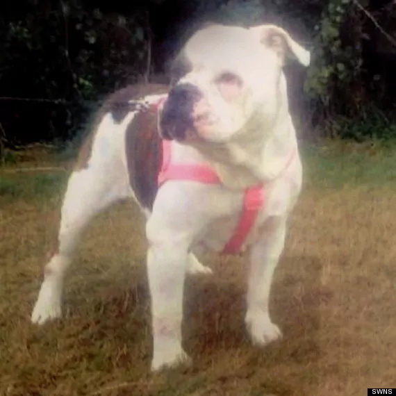 Alleged Bulldog In Lexi Attack