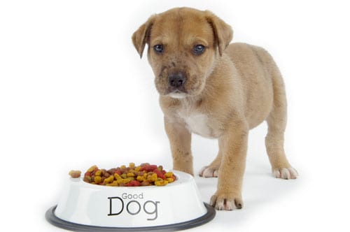 Young Dog With Food Bowl