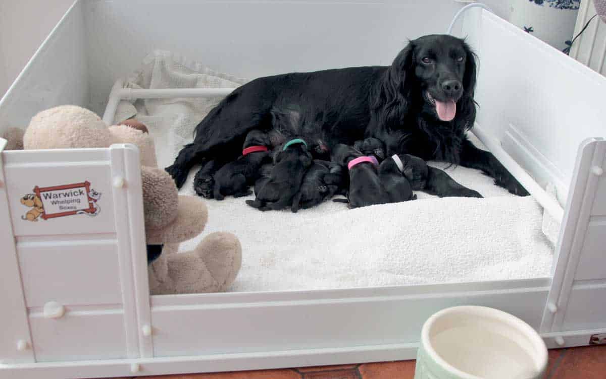 Fizz with pups at one day old looking comfortable and healthy despite giving birth to 7 puppies just one day earlier