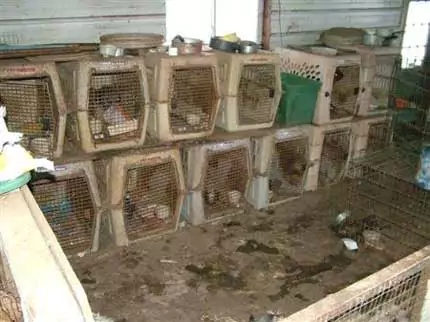 Would you knowingly buy a puppy from here? Then never buy from Pet Shops