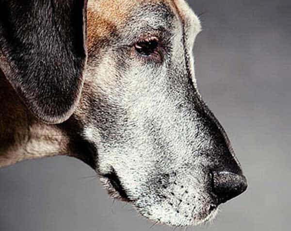 Old dogs and the high protein myth?