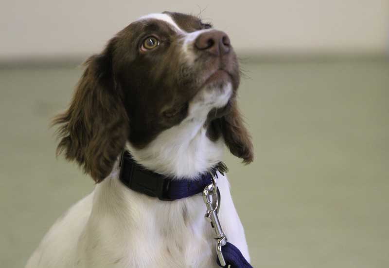 Springer Spaniel at one of my classes