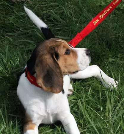 Beagle with one of my leads