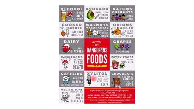 Poster Depicting Types of Food Poisonous to Your Dog