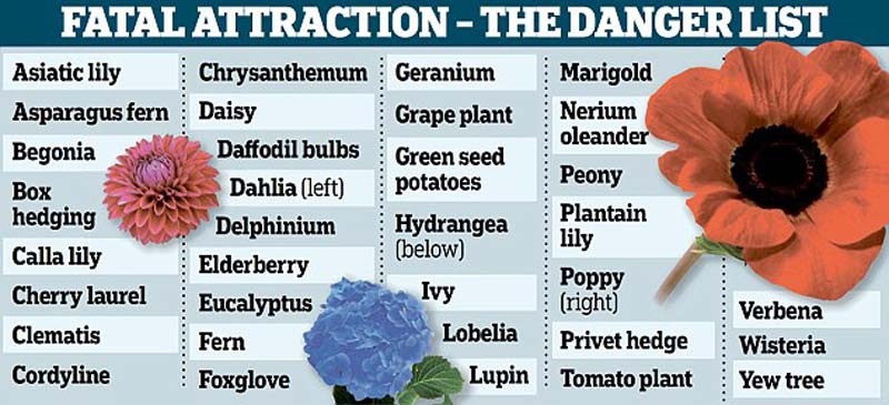 List of 34 common garden plants dangerous to Pets