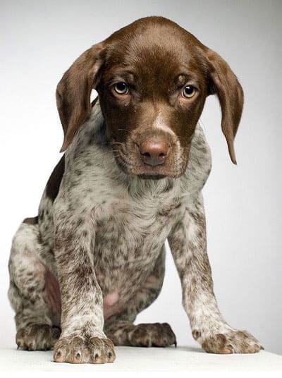 Is Maize and Rice really the best food for this young puppy?