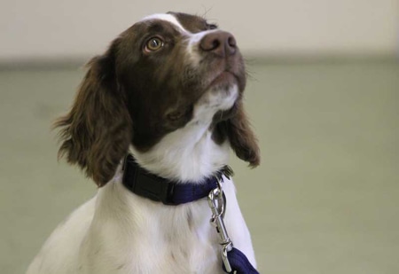 Young Springer Giving Great Eye Contact At Stan Rawlinsons Puppy Classes