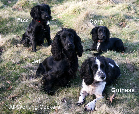 My Four Working Cockers They Are All Trained Gundogs