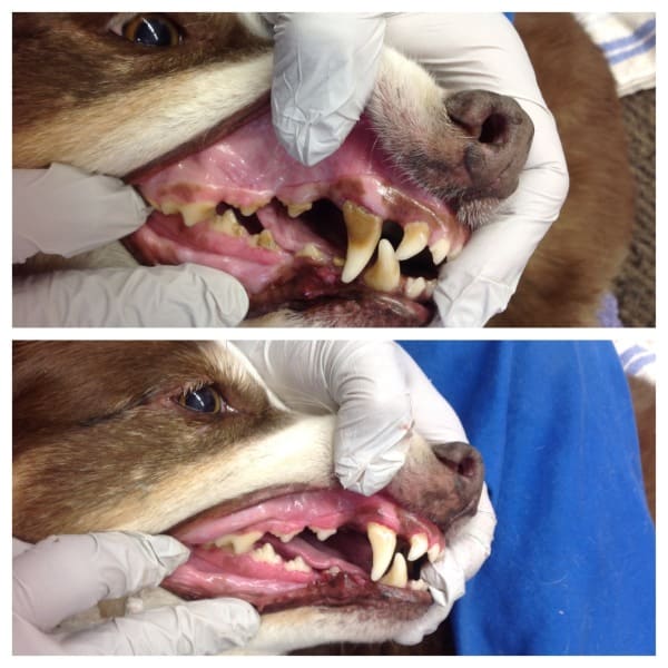 Dogs teeth hygeine is vitally important to overall health