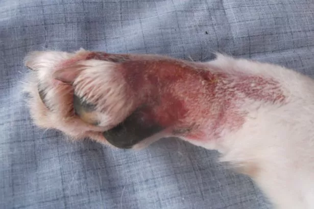 The First Signs of What is Know as Alabama Rot