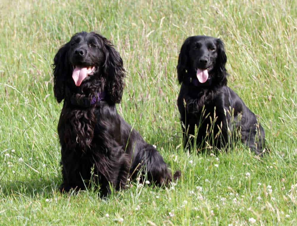 Jet and Fizz the sire and dam of my recent puppies