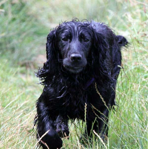 Get one of my Cockers in the countryside in spring. Alabama Rot Season?