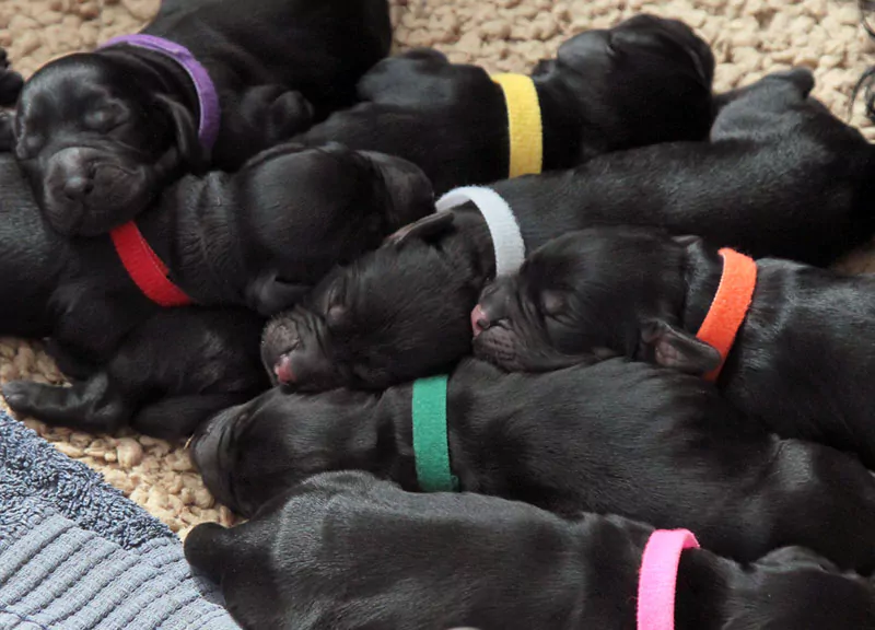 Puppies sleeping not long after birth in the Whelping box