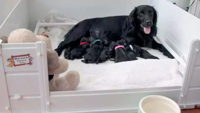 Fizz with 7 Pups that are one day old