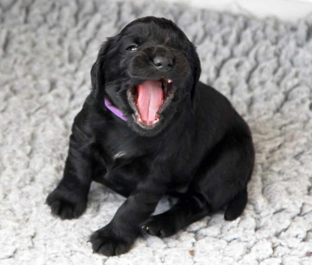 Miss Purple Yawning
