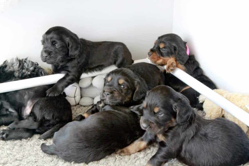 Pups relaxing in Whelping box