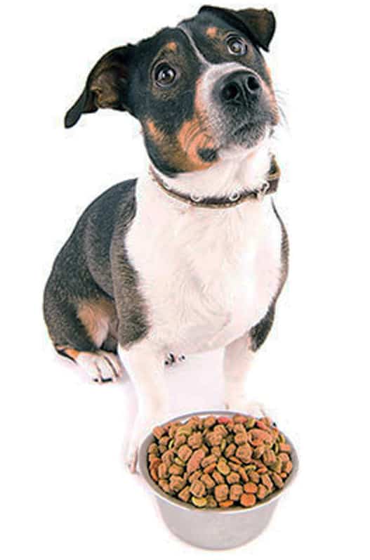 Why Some Dog Treats Can Cause Concerns | Doglistener