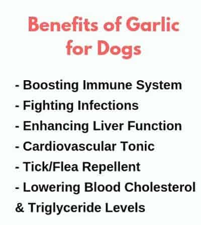 garlic-benefits-dogs