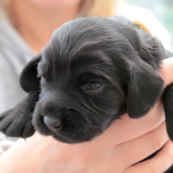 Neutering Puppies at 6 weeks Old and Labradoodle Breeders Should hang their heads shame