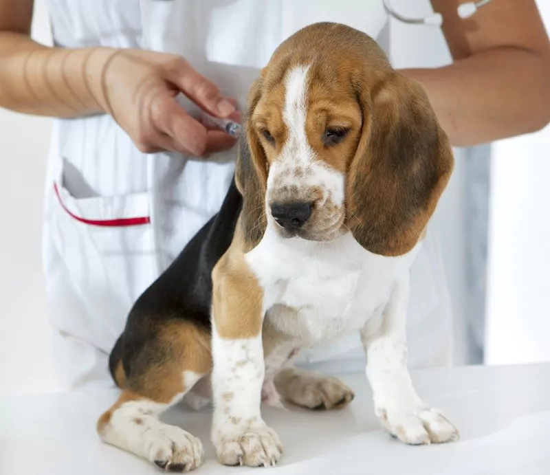 Puppy Vaccines We Are Being Conned By Some Vets