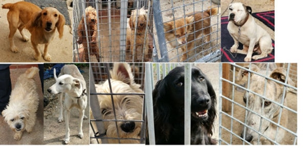 Police seize 49 Dogs on a raid on a Travellers Site in Orpington