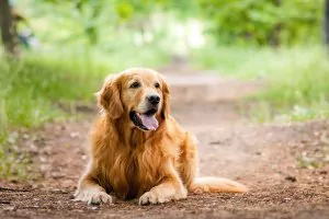 The Golden Retriever Suffers More Than Most Breeds From Spay and Castration