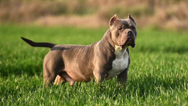 23 Best Types Of Bully Dog Breeds