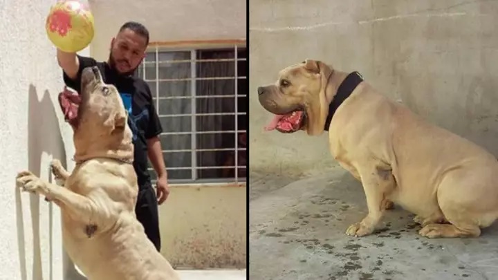 Kimbo's Bloodline  Believed To Be In 50% Of All UK XL Bullies




